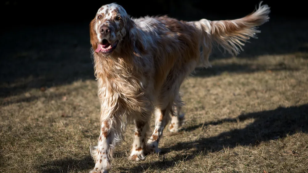  ENGLISH SETTERS POINTER