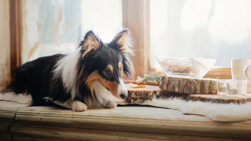 Can Collies Be Left Alone?