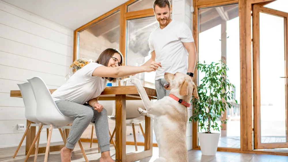 Top Easiest Dogs To House Train Quickly