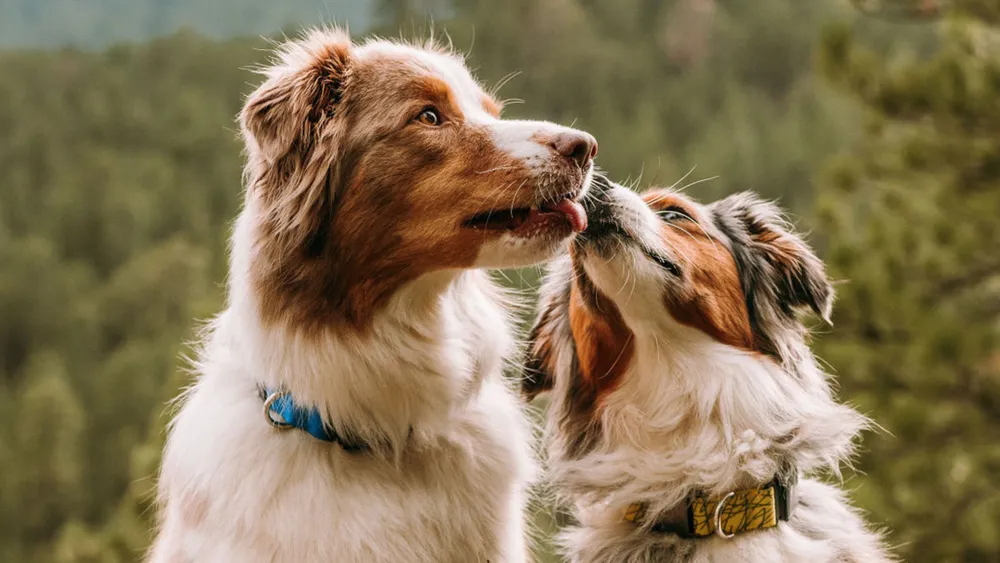 GEOFENCE TECHNOLOGY in Dog Collar