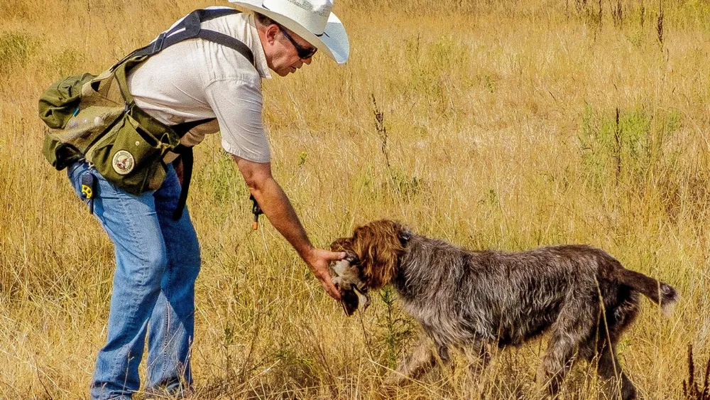 Are Wirehaired Pointing Griffons Easy to Train?