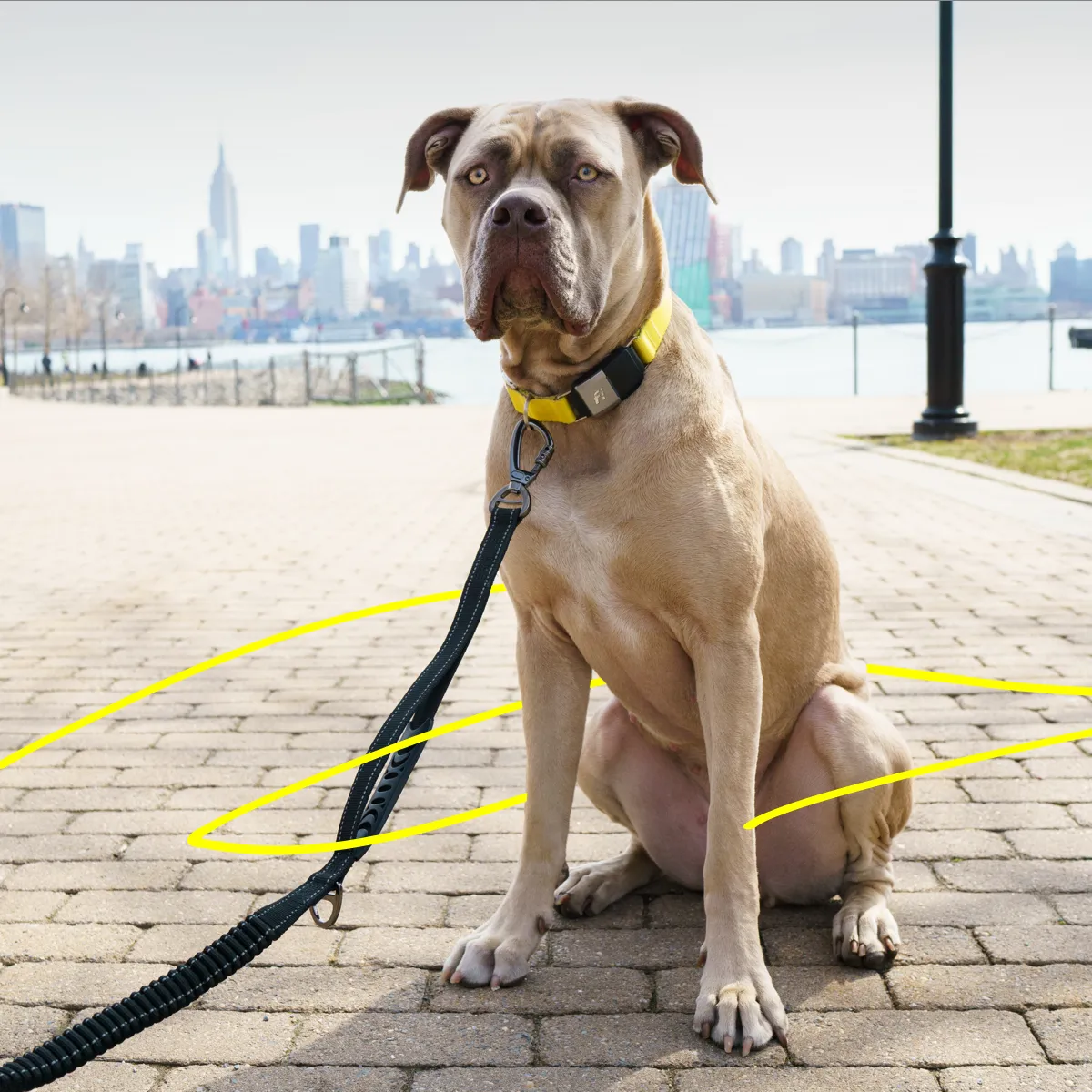 Dog-Friendly City Guides