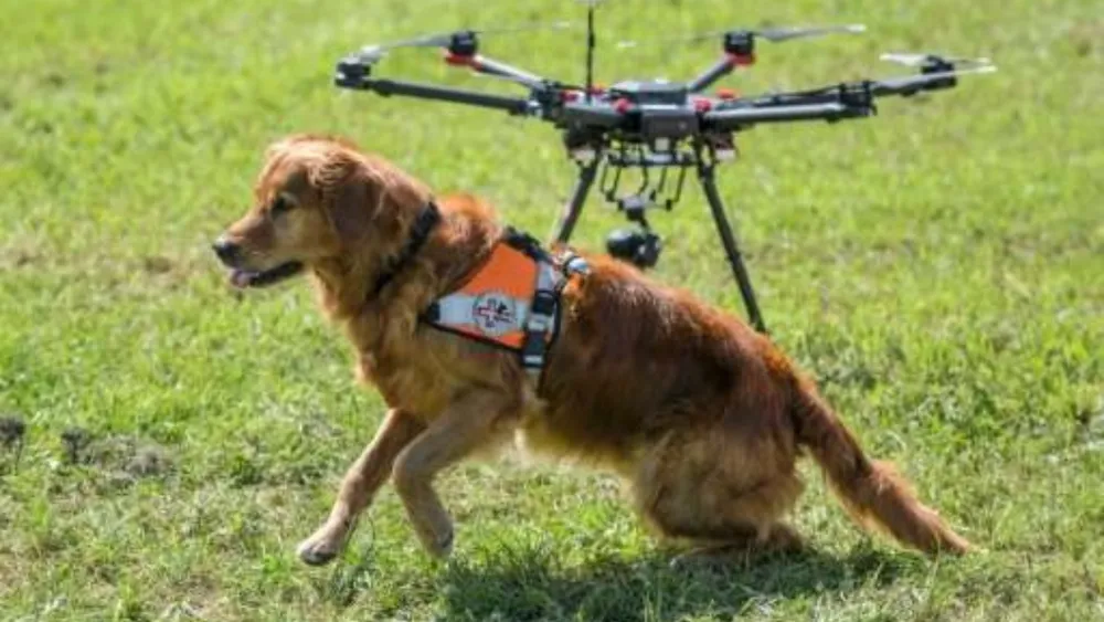 Dogs and Drones