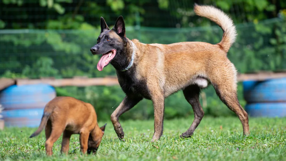 High Jump-Proof Fence for Belgian Malinois