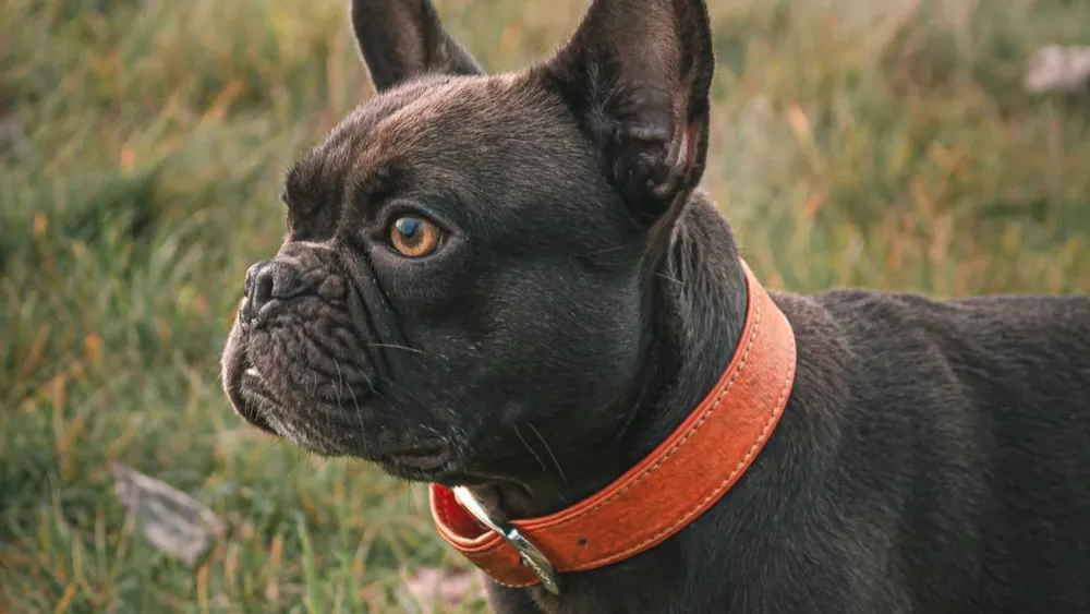 DOG COLLAR CHARMS: THE PERFECT ACCESSORY FOR YOUR FURRY FRIEND