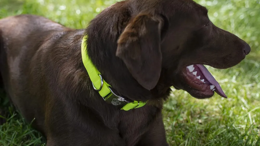 Neon Dog Collars