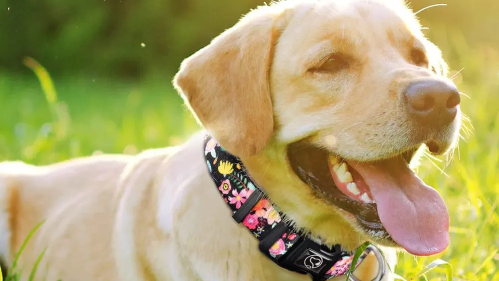 Peach Dog Collar