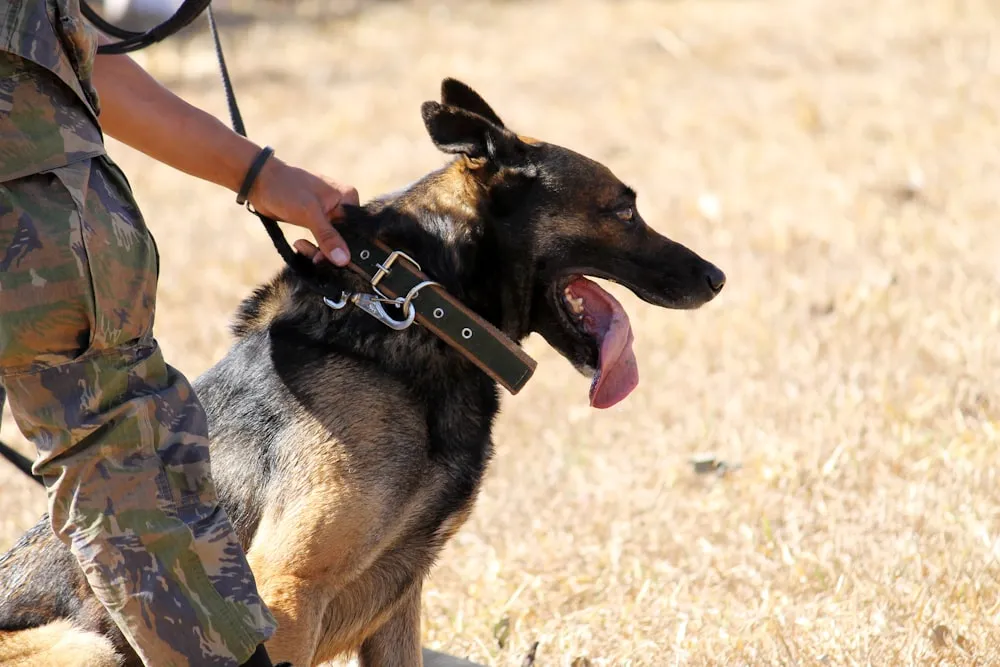 Remembering the Dogs that Served