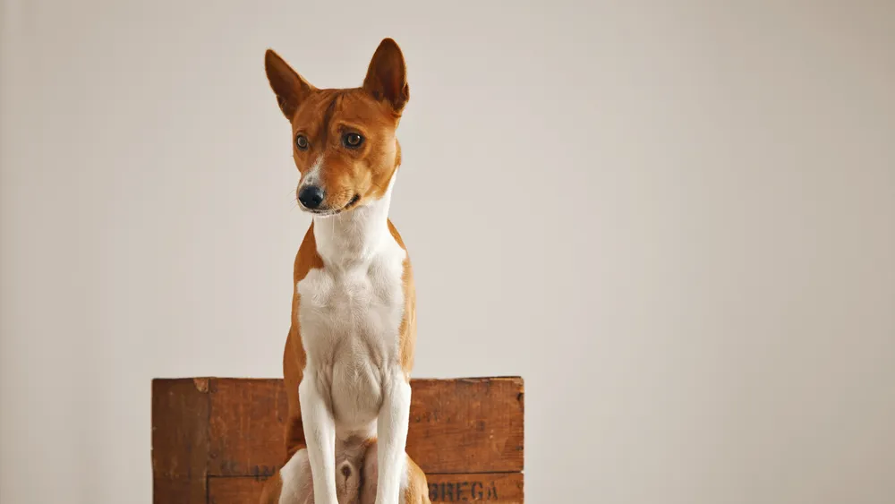 Are Basenji Dogs Hypoallergenic?