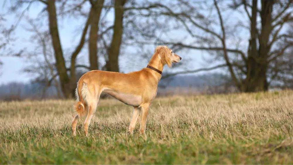 Discover the Best English Hunting Dog Breeds