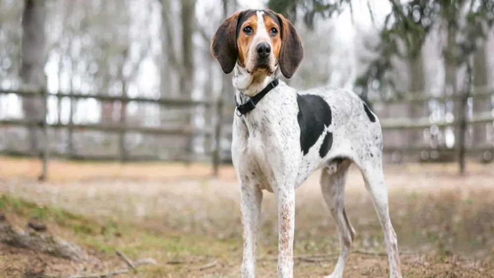 Do Treeing Walker Coonhounds Shed?