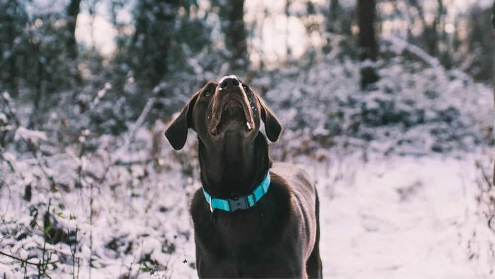 Ohio State Dog Collar