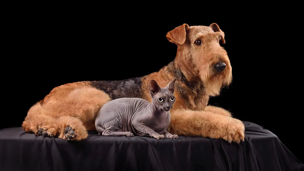 Are Airedale Terriers Good with Cats?