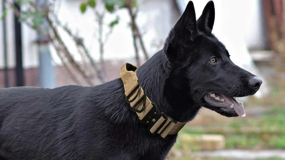 Cobra Buckle Dog Collar