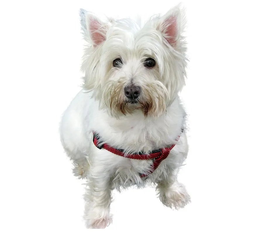 Popular Collar Colors for White Dogs