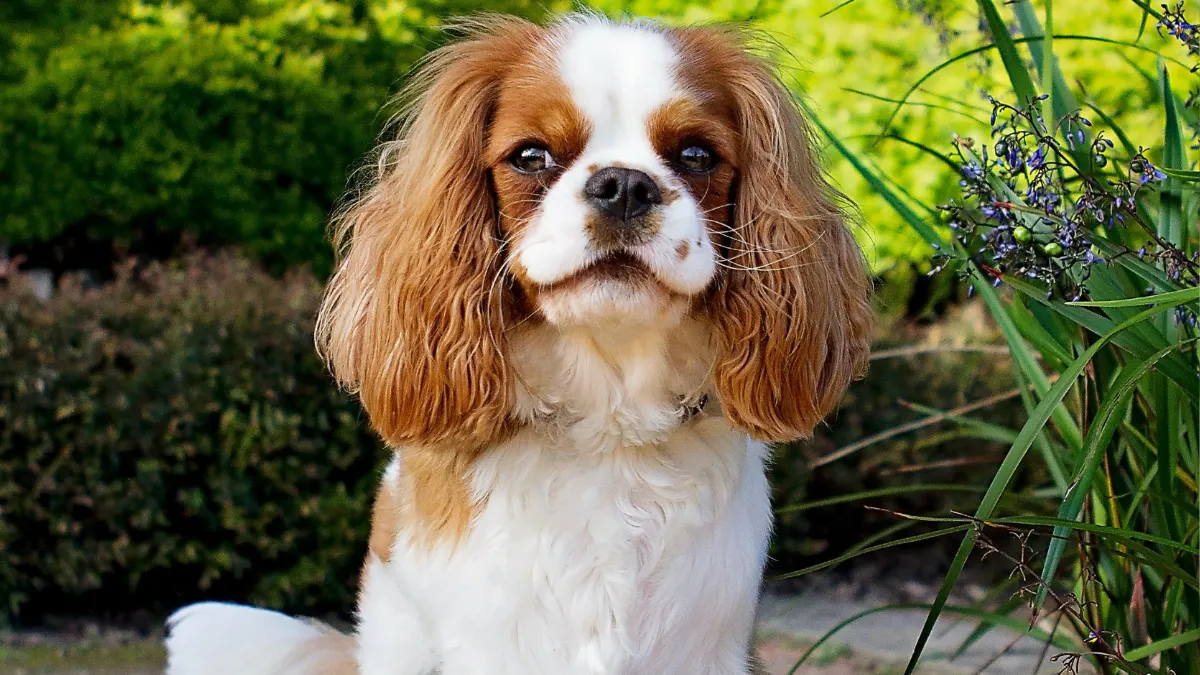CAN CAVALIER KING CHARLES SPANIEL BE LEFT ALONE?