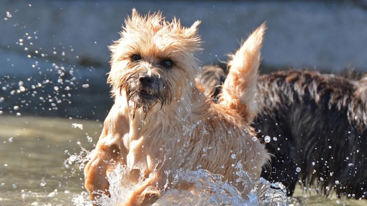 Do Cairn Terriers Like to Swim?