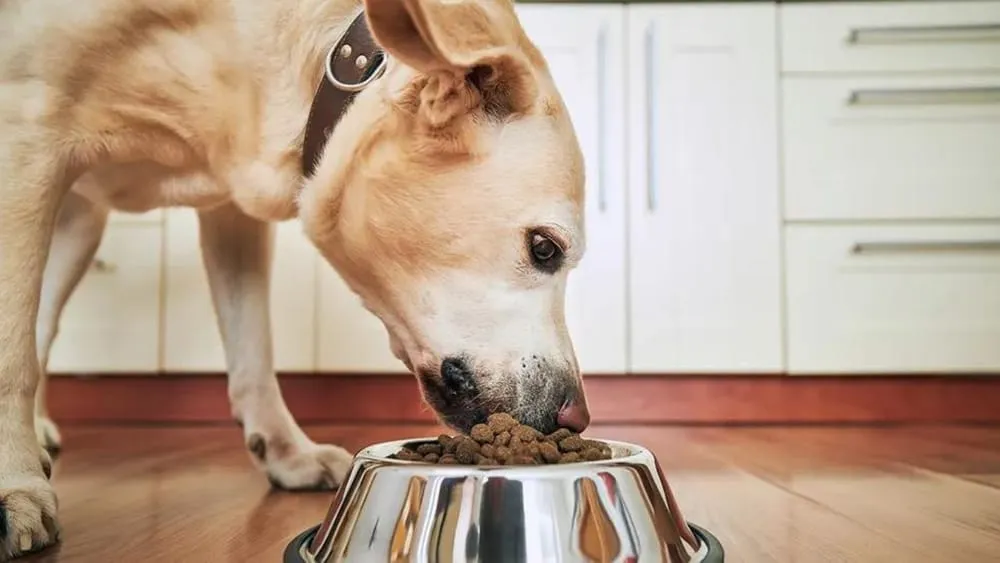 Can Dogs Eat Crickets?