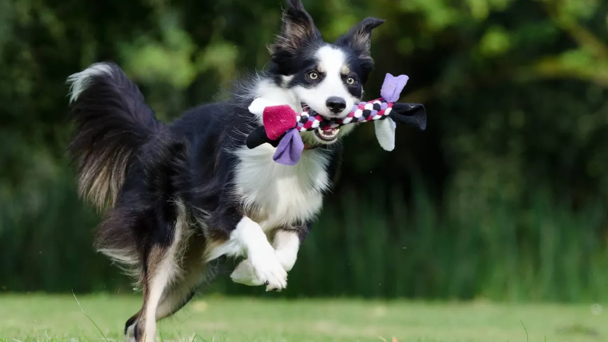 Are Collies Easy to Train?