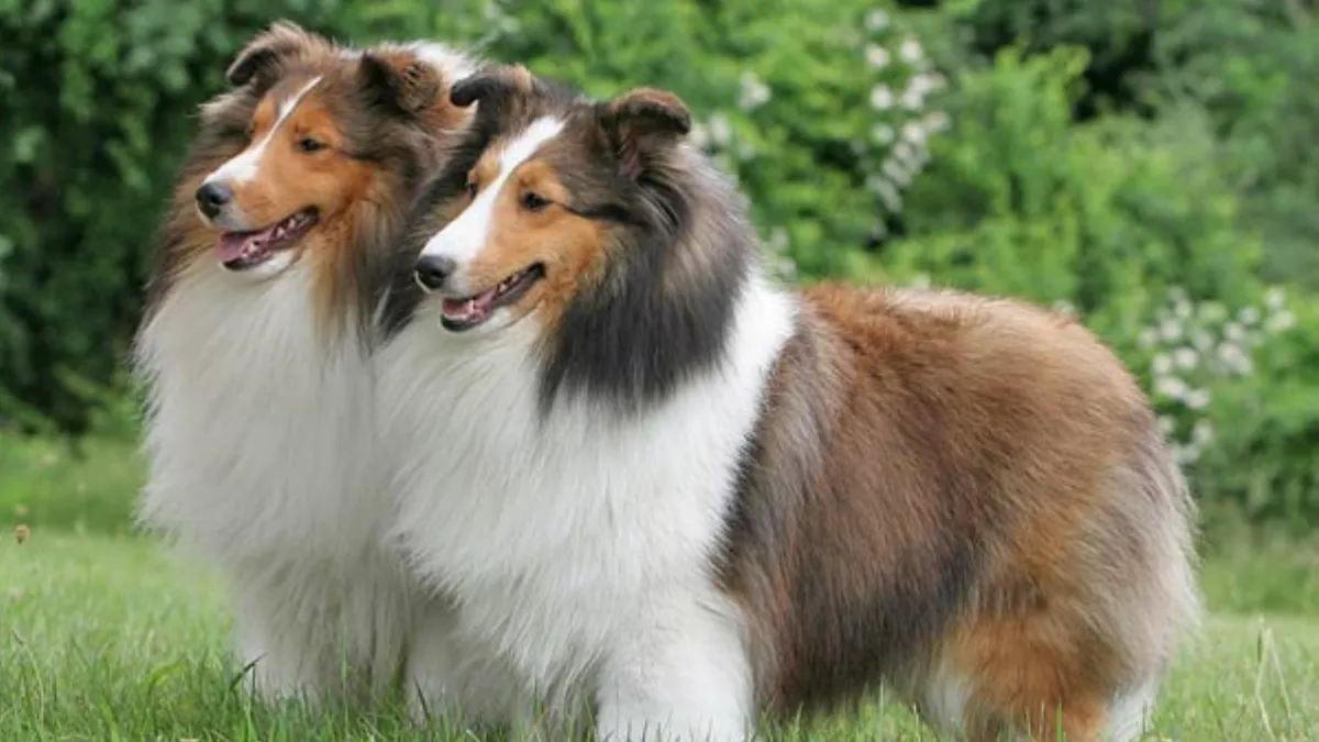 Shetland Sheepdog