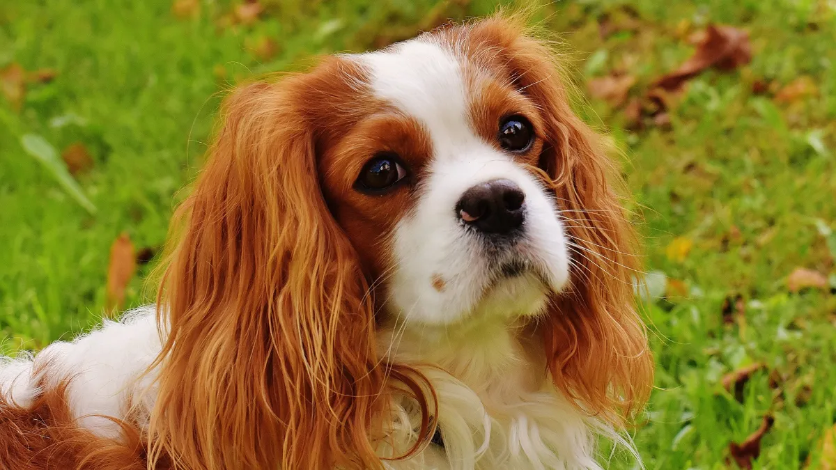 Do Cavalier King Charles Spaniels Shed?