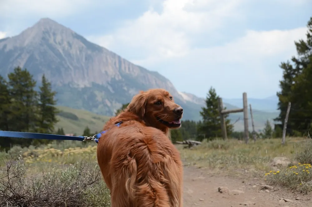 Discovering Dog-Friendly Hiking Trails with Waterfalls
