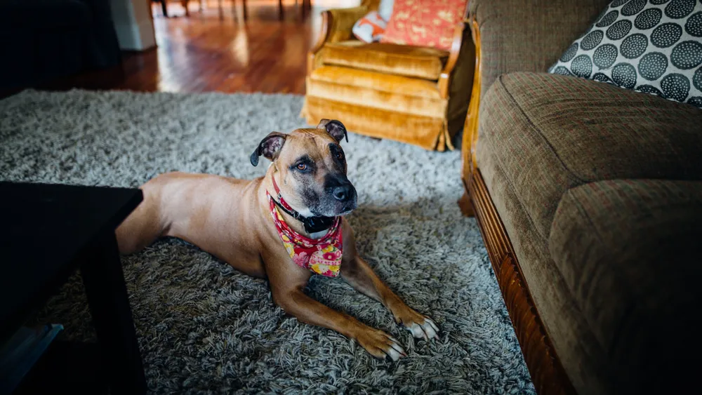 Exploring Dog Camera Collar: Features