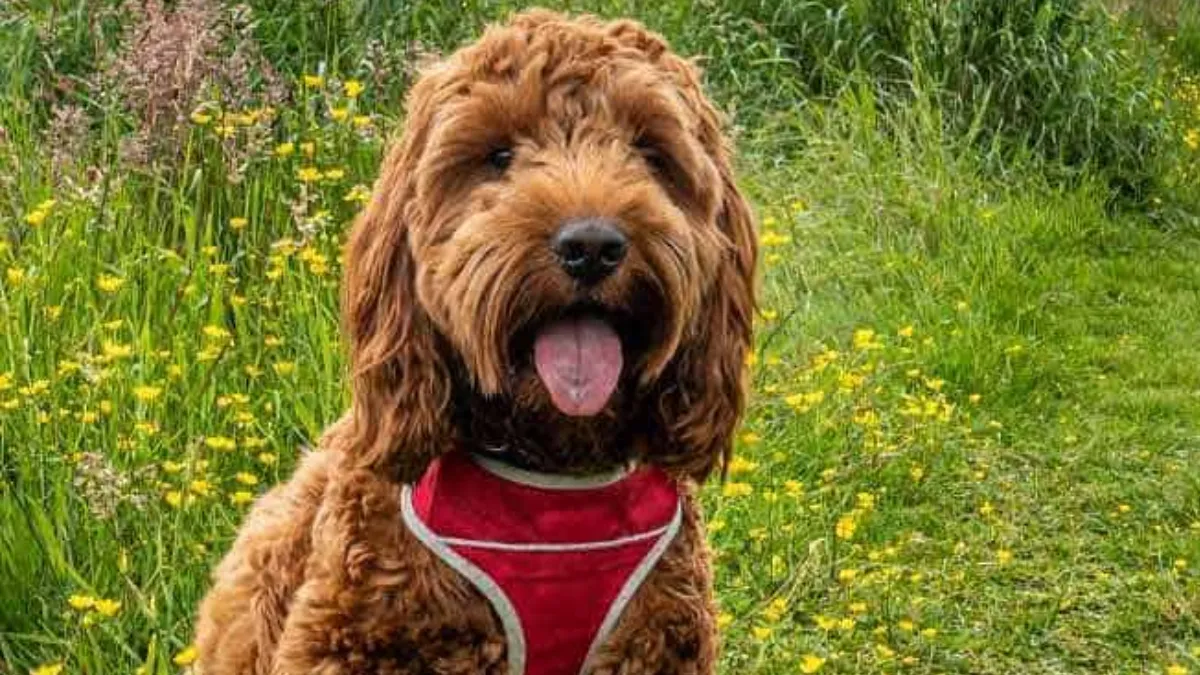 ARE COCKAPOO BARKERS? COMPLETE GUIDE TO BARKING
