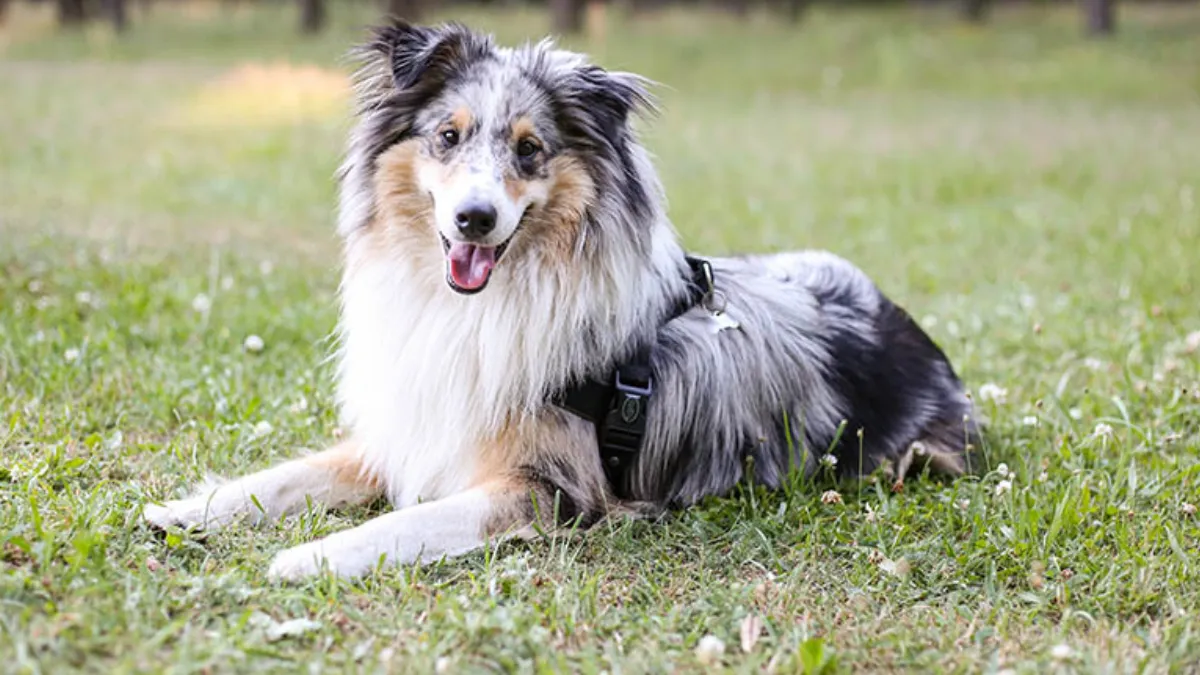 How Much Are Shetland Sheepdog Puppies?