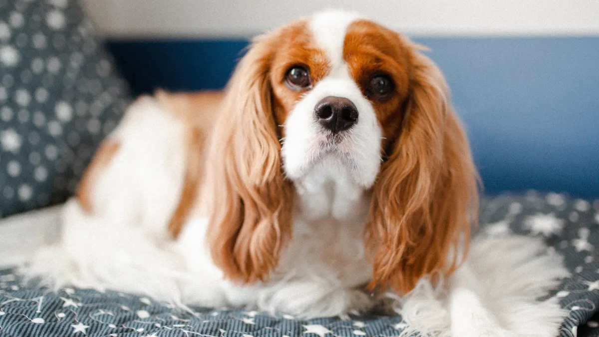Are Cavalier King Charles Spaniels Good Family Dogs?