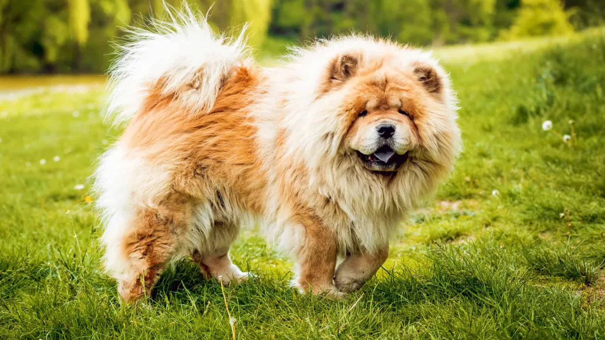 Are Chow Chow Dogs Aggressive?