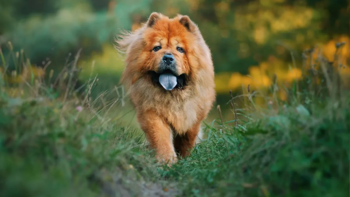 Can Chow Chows Be Left Alone? 