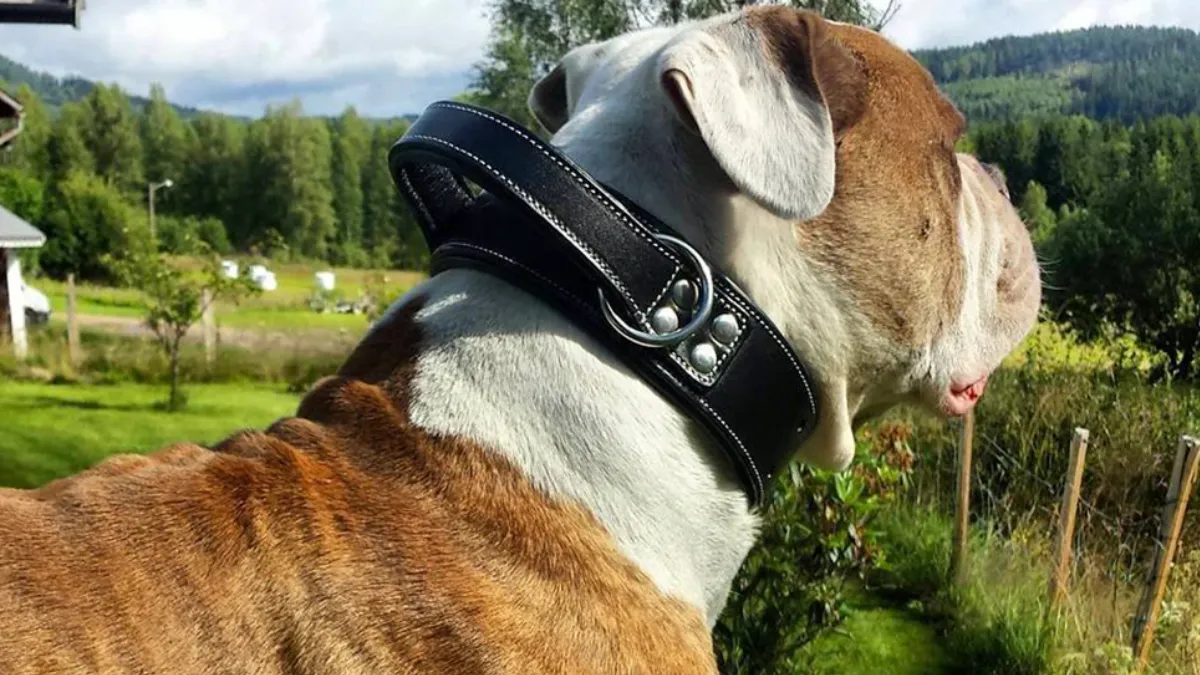 Dog Collar with Handle