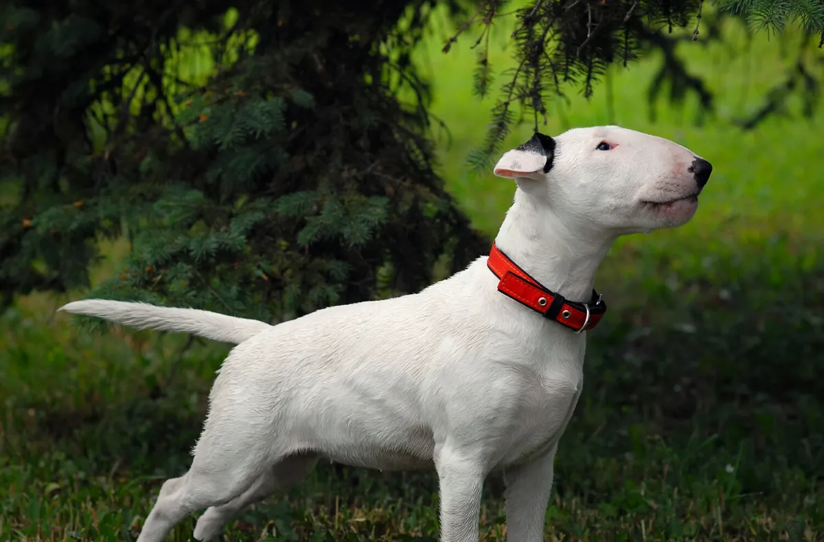 Do Bull Terriers Have Breathing Problems?
