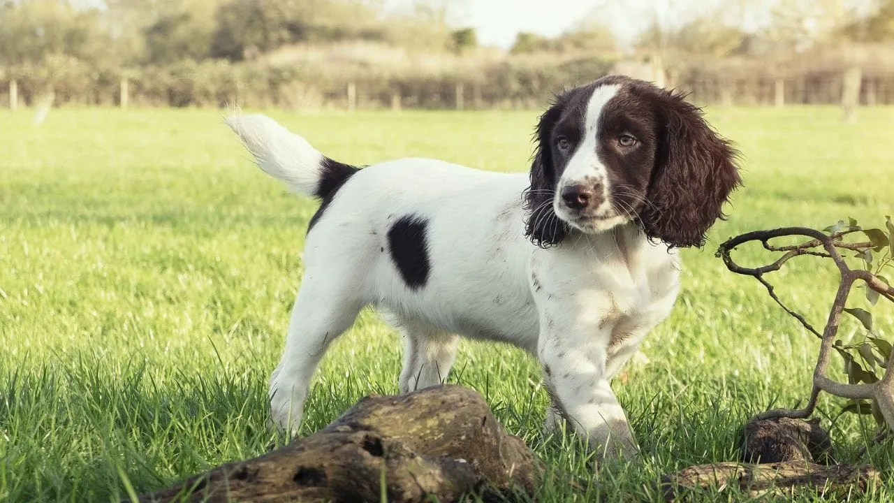 Are English Springer Spaniels Good For First-Time Owners