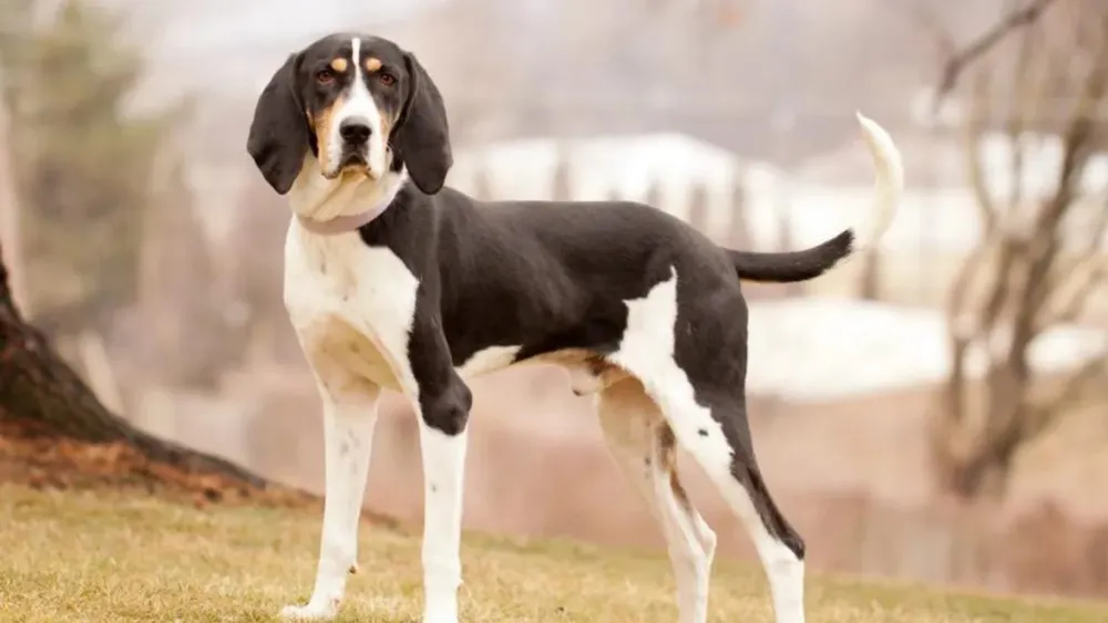 ARE TREEING WALKER COONHOUNDS SMART? UNVEILING INTELLIGENCE