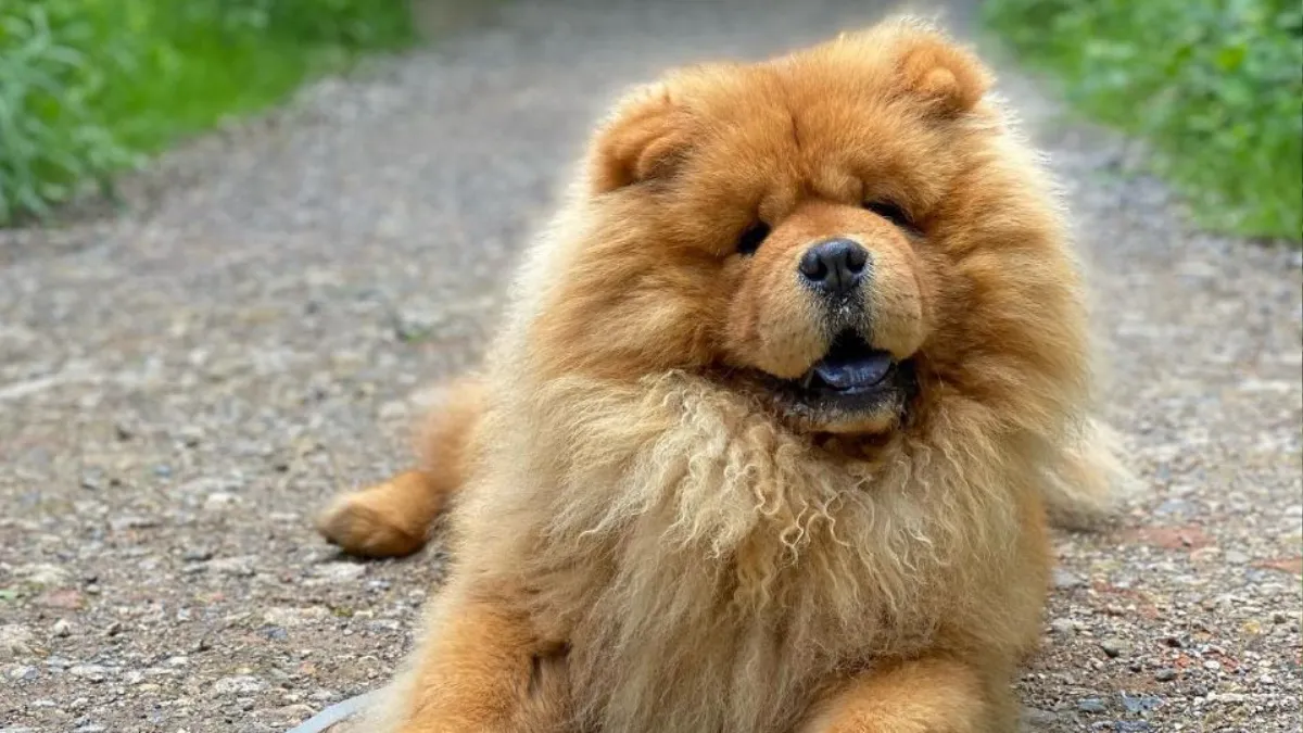 Can Chow Chows Live in Hot Weather