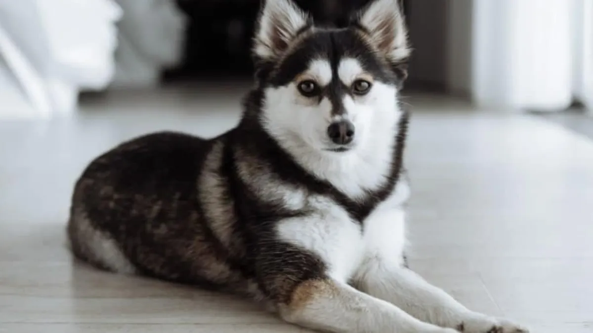 What Are Pomskies?