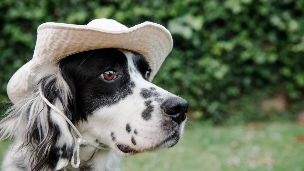 Discover Country Dog Names