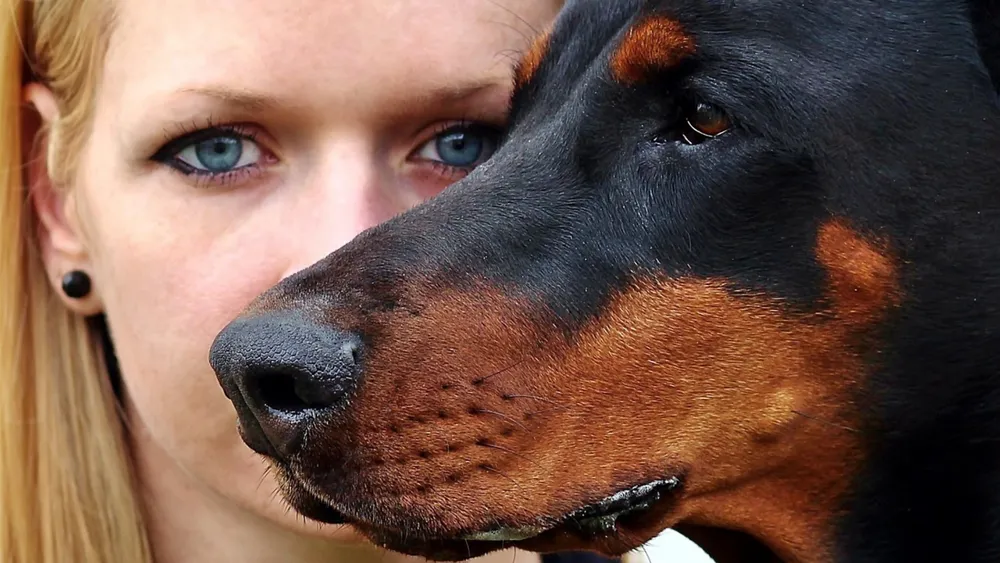 What Are Doberman Pinschers Bred For
