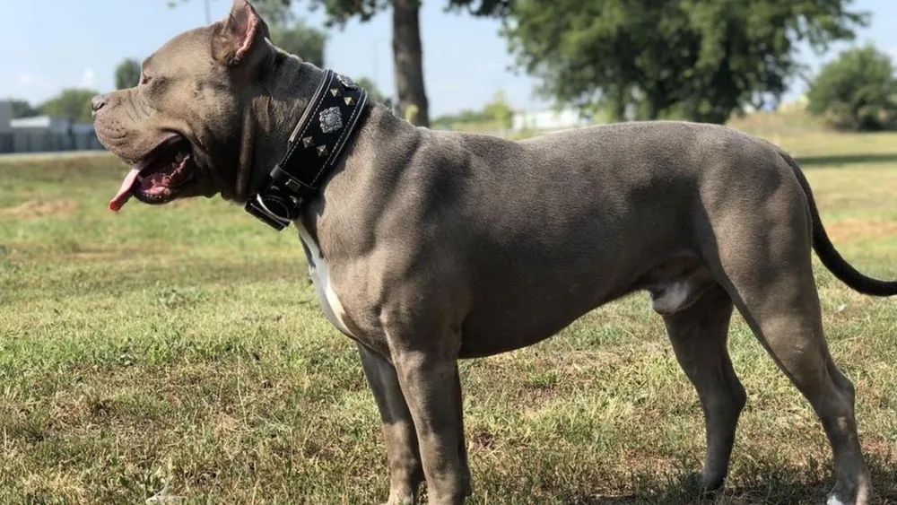 Aztec Dog Collar