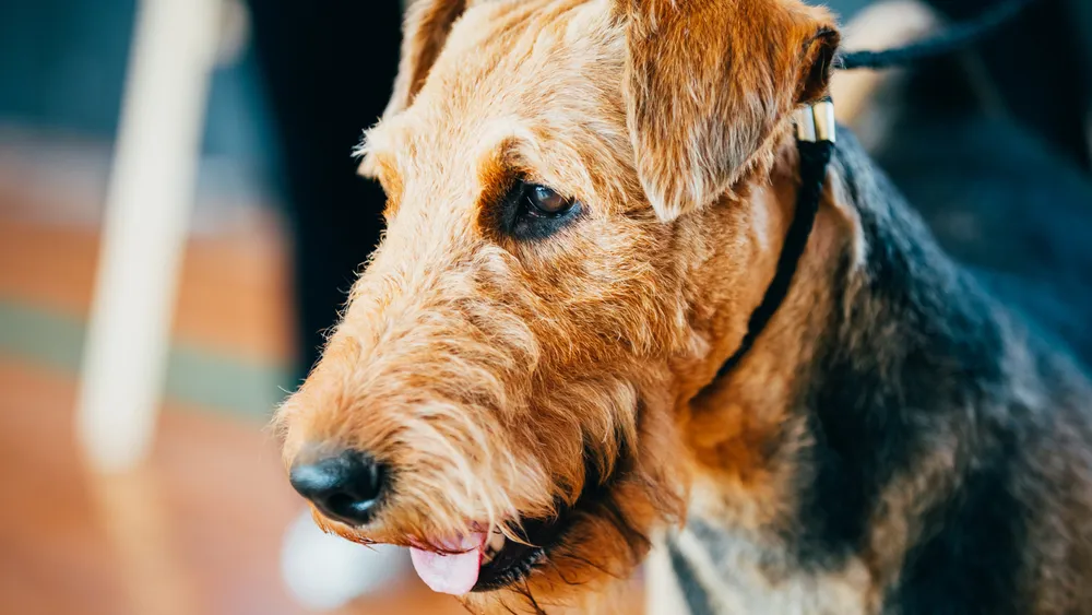 Are Airedale Terriers Easy to Train?