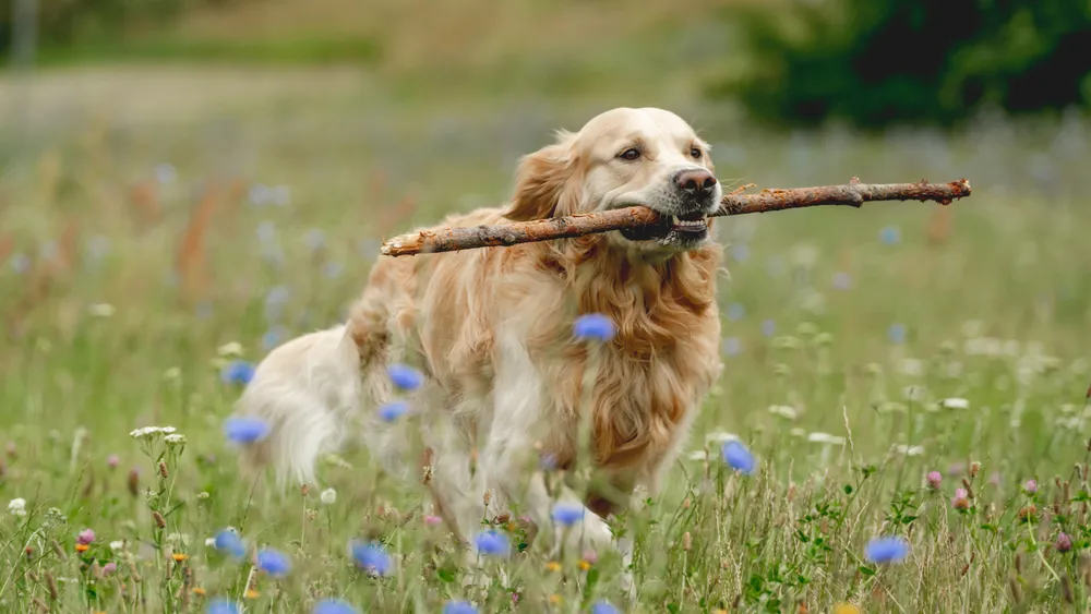 Top 10 Most Trainable Dog Breeds