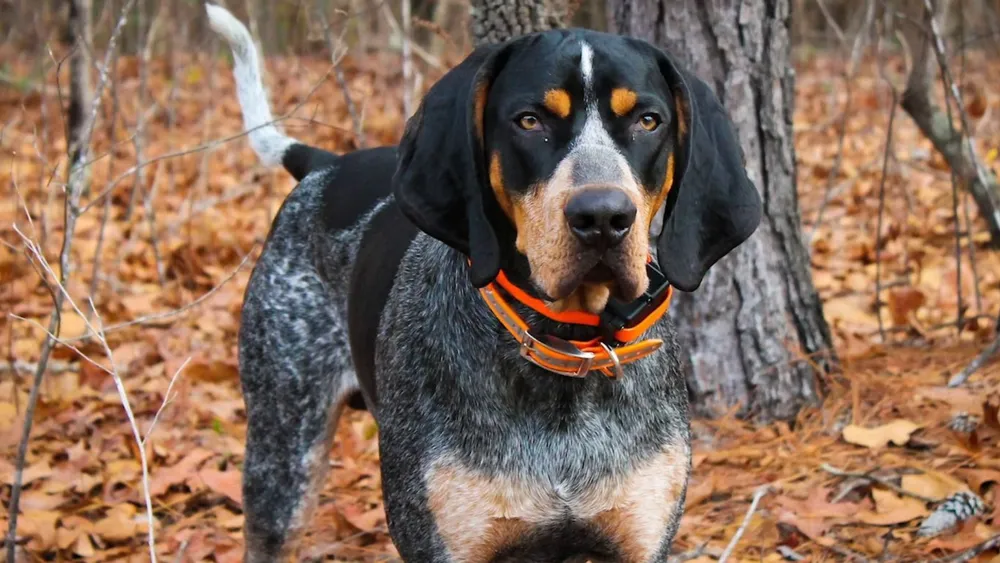 The Shedding Scoop on Bluetick Coonhounds