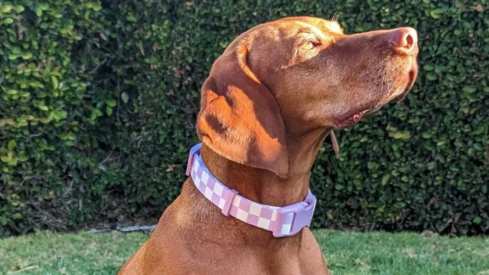 Lavender Dog Collars Style & Calm for Your Pet