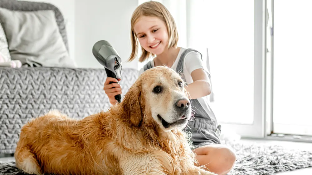 Best Broom for Dog Hair & Effective Cleaning