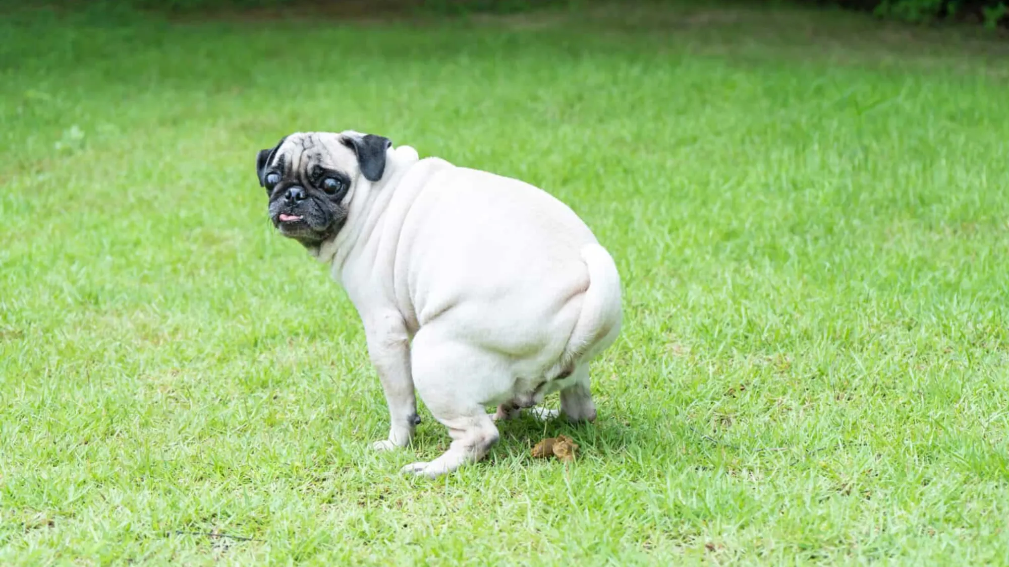 How Long Can A Dog Go Without Pooping