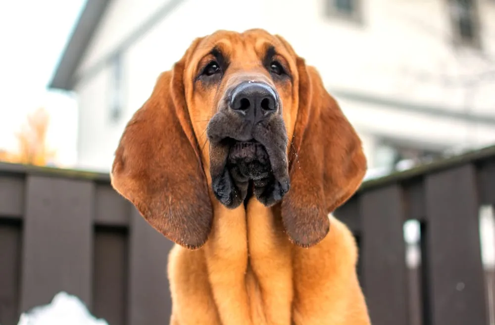 Unique Bloodhound Names