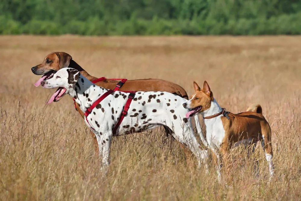 Training and Care for Hunting Dog Breeds