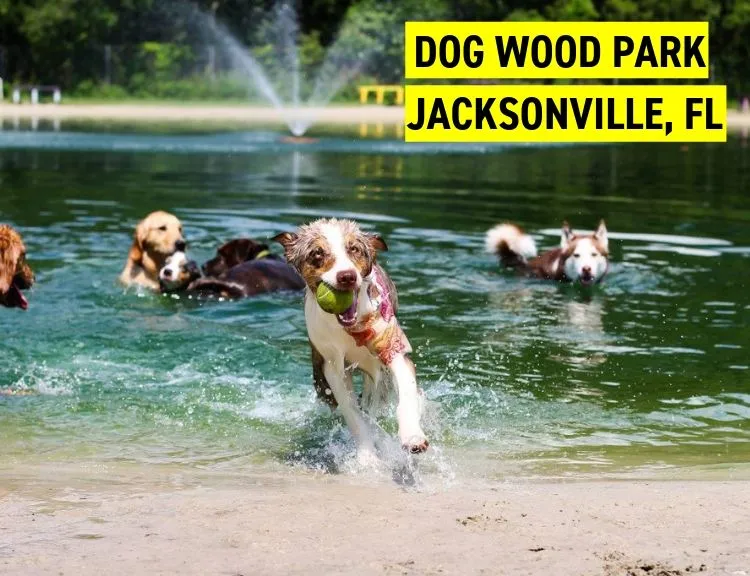 Dog Wood Park, Jacksonville, FL